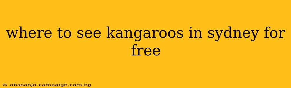 Where To See Kangaroos In Sydney For Free